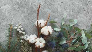 alt=Different types of plants"