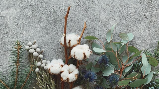 alt=Different types of plants"